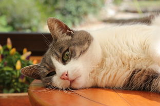 猫品牌电脑—— 猫咪爱好者的理想选择