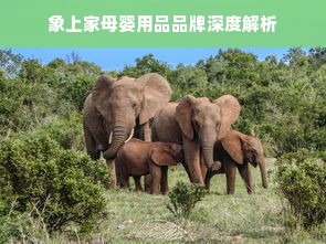 象上家母婴用品品牌深度解析