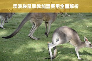 澳洲袋鼠早教加盟费用全面解析