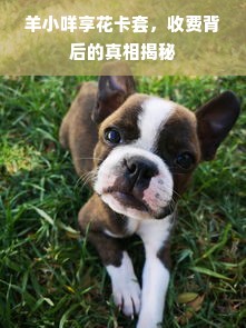 羊小咩享花卡套，收费背后的真相揭秘