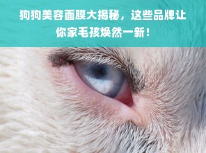 狗狗美容面膜大揭秘，这些品牌让你家毛孩焕然一新！