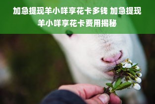 加急提现羊小咩享花卡多钱 加急提现羊小咩享花卡费用揭秘