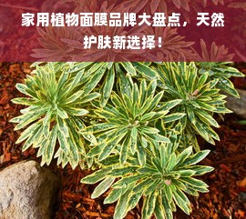 家用植物面膜品牌大盘点，天然护肤新选择！