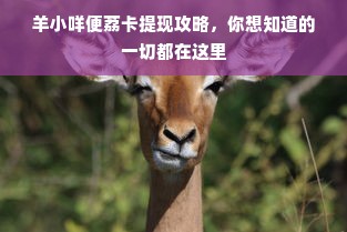 羊小咩便荔卡提现攻略，你想知道的一切都在这里