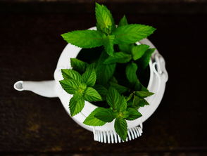 金佛玉翠茶叶，品味千年古韵，尽享茶香人生