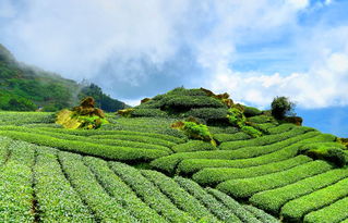 丽水市茶叶品牌，绿色山水间，品味千年茶香