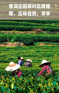 普洱庄园茶叶品牌推荐，品味自然，尽享茶香