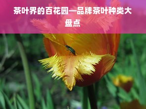 茶叶界的百花园—品牌茶叶种类大盘点