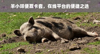 羊小咩便荔卡套，在线平台的便捷之选