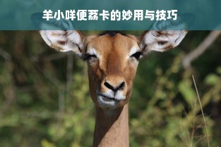 羊小咩便荔卡的妙用与技巧