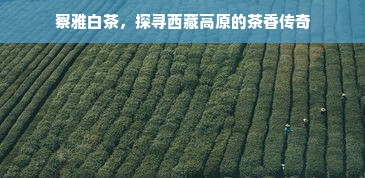 察雅白茶，探寻西藏高原的茶香传奇
