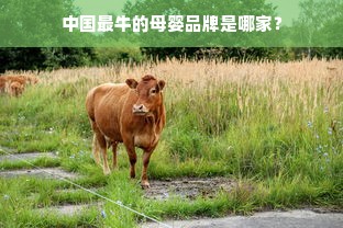 京东白条额度怎么套出来？额度变0了怎么办？这些真相你一定要知道！