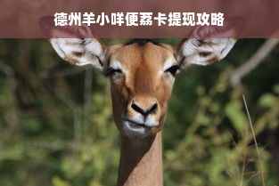 德州羊小咩便荔卡提现攻略