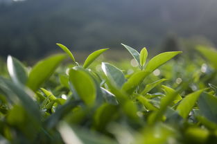 银川龙井茶叶，品味宁夏，传承千年茶香