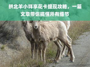 拱北羊小咩享花卡提现攻略，一篇文章带你搞懂所有细节