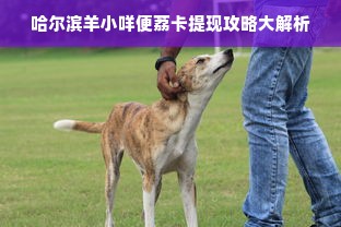 哈尔滨羊小咩便荔卡提现攻略大解析