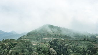 民和铁观音，探寻福建安溪的茶香传奇