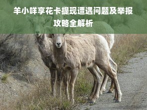 母婴品牌大连，品质与信赖的摇篮