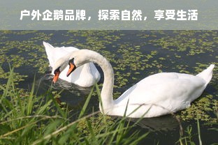 户外企鹅品牌，探索自然，享受生活