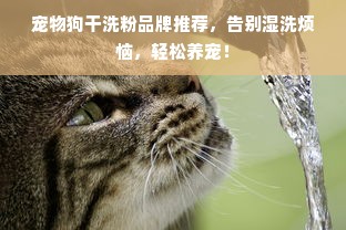 宠物狗干洗粉品牌推荐，告别湿洗烦恼，轻松养宠！