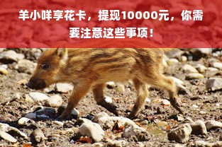 羊小咩便荔卡包额度使用指南，套现与领取方法详解