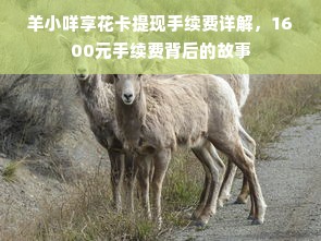 羊小咩享花卡提现手续费详解，1600元手续费背后的故事