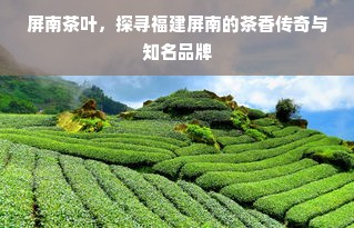 屏南茶叶，探寻福建屏南的茶香传奇与知名品牌