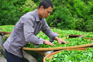 茶叶市场热销品牌盘点，哪款茶叶值得你一尝？