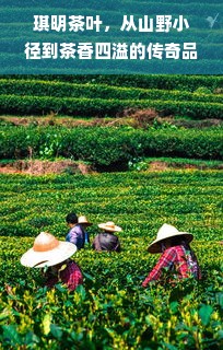 琪明茶叶，从山野小径到茶香四溢的传奇品牌