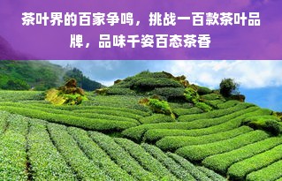 茶叶界的百家争鸣，挑战一百款茶叶品牌，品味千姿百态茶香