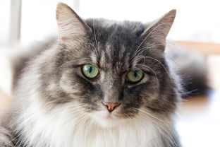 猫母婴品牌，关爱母婴健康，从猫咪开始