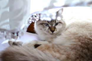 猫母婴品牌，关爱母婴健康，从猫咪开始