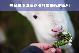 揭秘羊小咩享花卡额度提现的真相