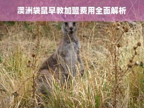 澳洲袋鼠早教加盟费用全面解析