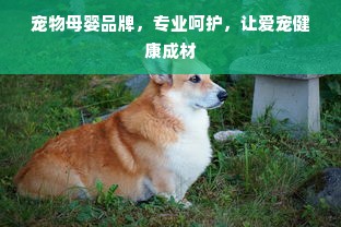 京东白条额度怎么提升？额度被冻结怎么办？这些方法你一定要知道！
