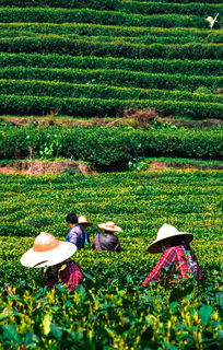 新加坡茶叶市场的热门品牌盘点，品味东南亚的茶香风情