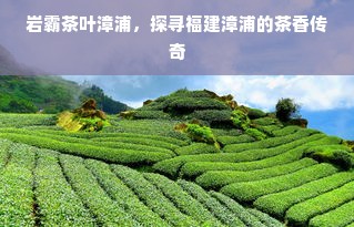 岩霸茶叶漳浦，探寻福建漳浦的茶香传奇