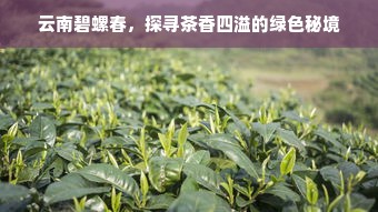 云南碧螺春，探寻茶香四溢的绿色秘境