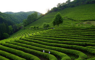 商洛茶叶品牌盘点，探寻商洛茶叶的香名之地