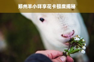 郑州羊小咩享花卡额度揭秘