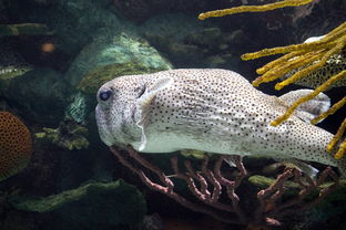 鱼缸专用装饰板材品牌大盘点，打造梦幻水族馆的秘密武器