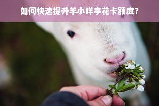 如何快速提升羊小咩享花卡额度？