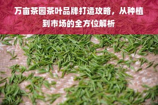 万亩茶园茶叶品牌打造攻略，从种植到市场的全方位解析