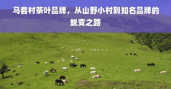 马套村茶叶品牌，从山野小村到知名品牌的蜕变之路