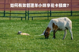 如何有效管理羊小咩享花卡额度？