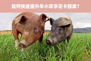 如何快速提升羊小咩享花卡额度？