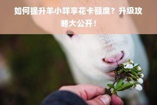 如何提升羊小咩享花卡额度？升级攻略大公开！