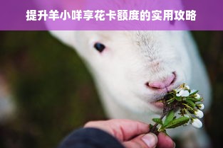 提升羊小咩享花卡额度的实用攻略