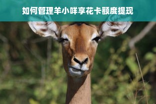 如何管理羊小咩享花卡额度提现