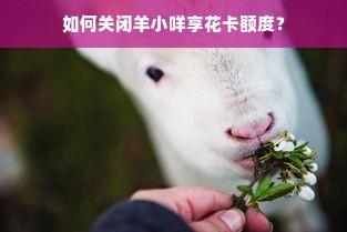 如何关闭羊小咩享花卡额度？